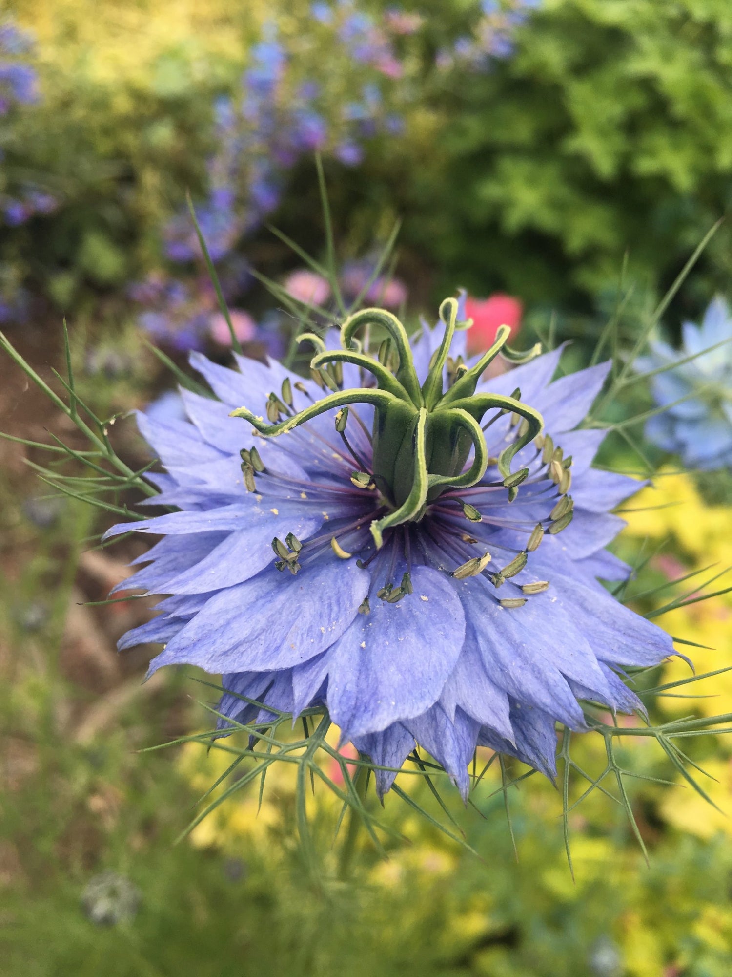 Close-up of a blue nigella flower with a blurred garden background